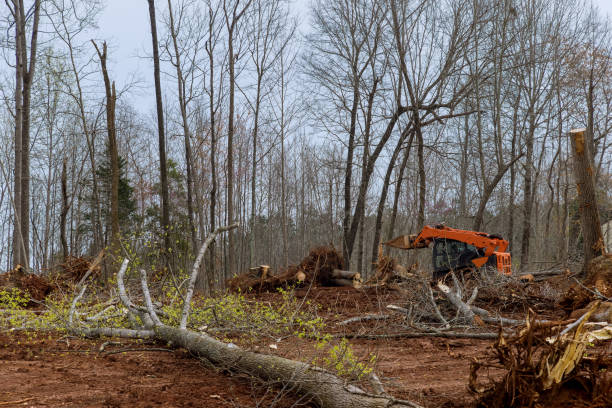 How Our Tree Care Process Works  in  Fremont, NE